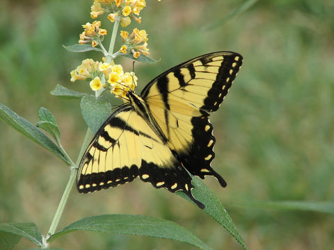 Eastern Tiger Swallowtail Butterfly