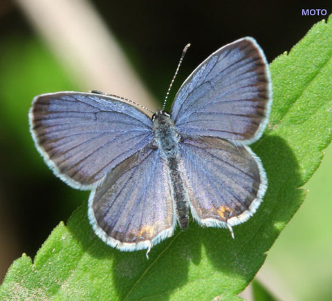Eastern Tailed Blue Butterfly