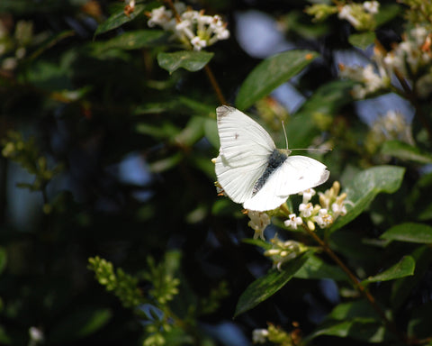 Cabbage White Butterfly
